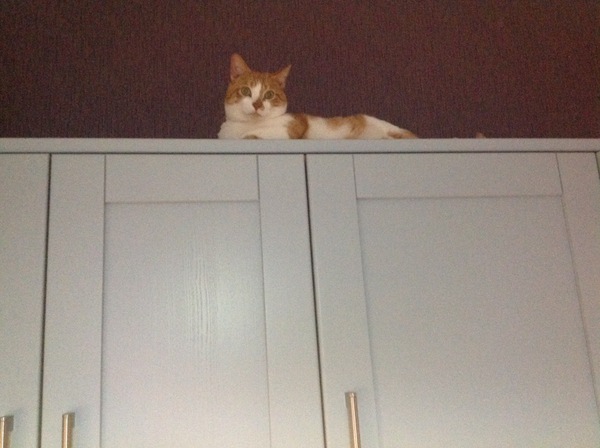 To think there is nothing you can usefully store on top of kitchen cupboards?
