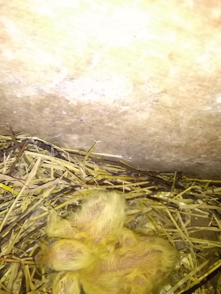 Peeping from the chimney, wwyd?