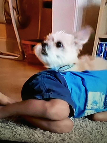 What breed of dog is this?