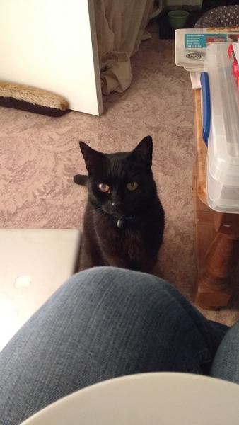 Rescue cat pic thread