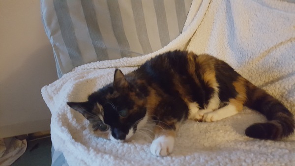 Rescue cat pic thread