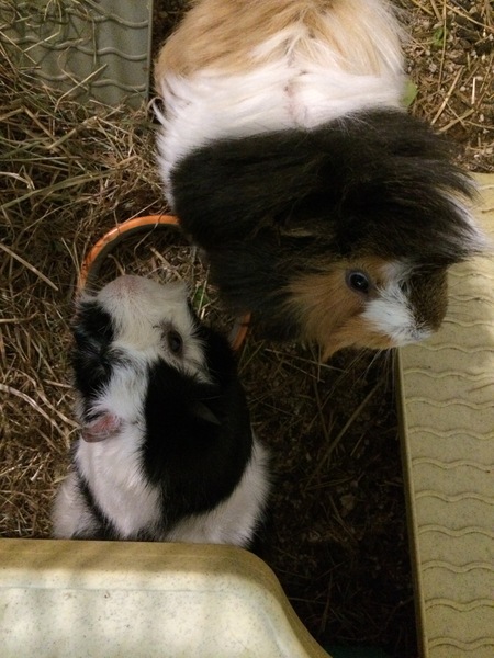 Zombie and Woolly Hugs. ALL very welcome to join us, come and find out about her legacy of Candy’s Hugs.