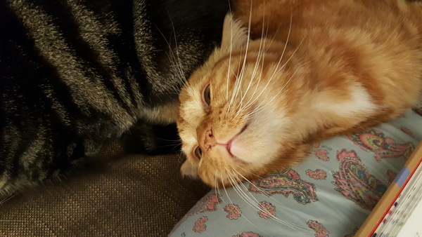 Zombie and Woolly Hugs. ALL very welcome to join us, come and find out about her legacy of Candy’s Hugs.