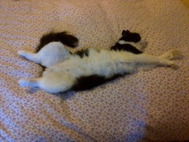 Our cat has cancer [sad]