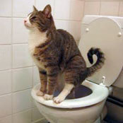 Dogs shouldn't use public toilets