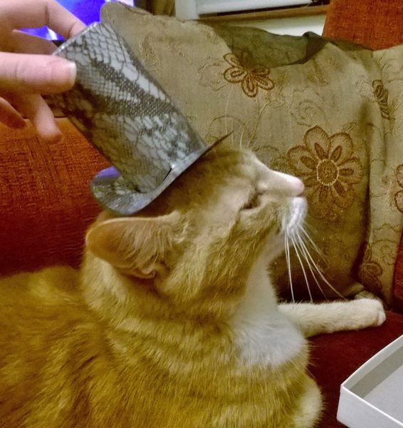 Zombie and Woolly Hugs. ALL very welcome to join us, come and find out about her legacy of Candy’s Hugs.