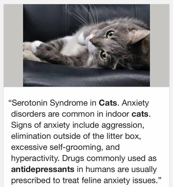 Struggling with cat - rehoming?