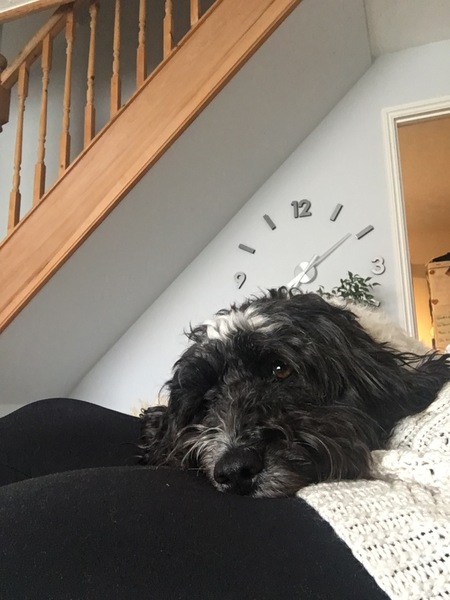 Pets and pregnancy