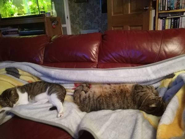 Does your cat sleep like this?