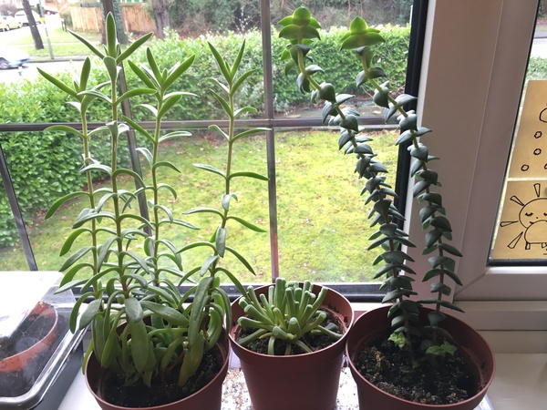 How to propagate succulents?
