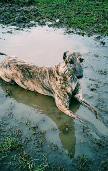 Thinking of getting a greyhound- any advice out there?