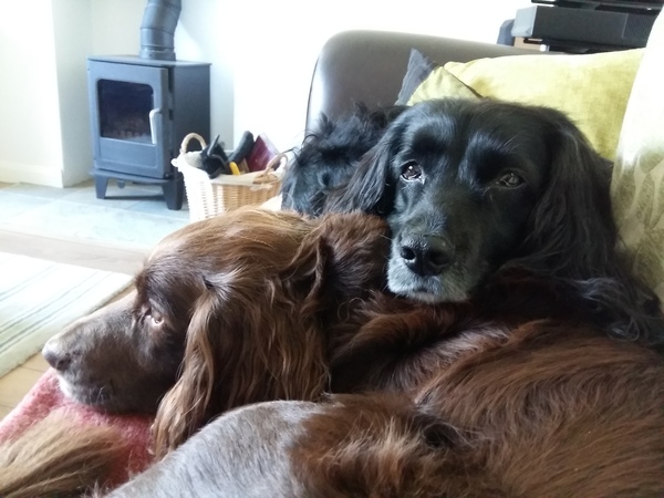 Lost our beloved girl today