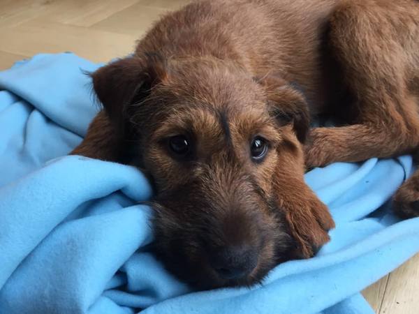 Does anyone fancy a 'puppy survival' thread?