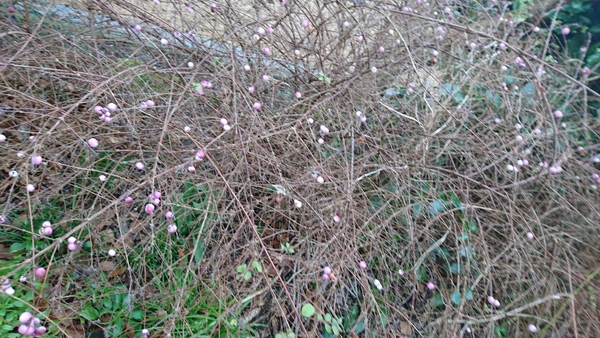 Can anyone identify this plant for me please?