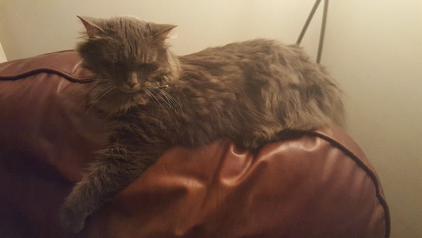 Our cat has suddenly lost the use of his back legs