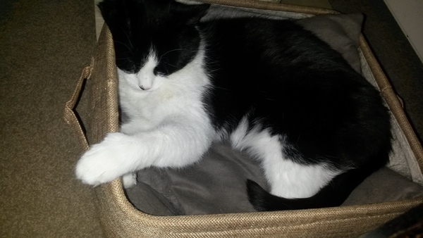 Does your cat sleep like this?