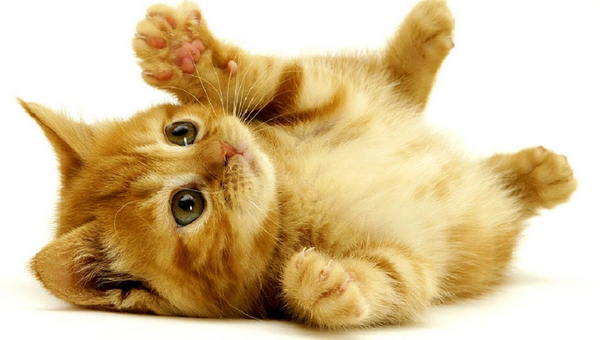 Cute baby animals!! Totally not feminist