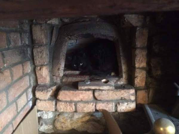 Rescue cat gone missing in neighbours house, what to do?