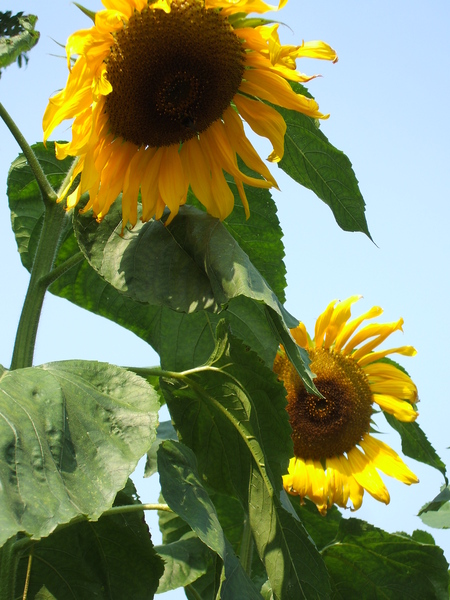 I am completely, totally, utterly, desperately FED UP WITH WINTER NOW!
