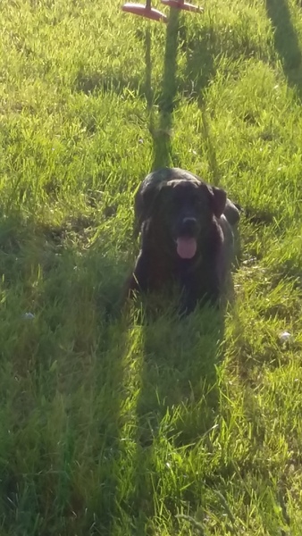Labrador licking the air?