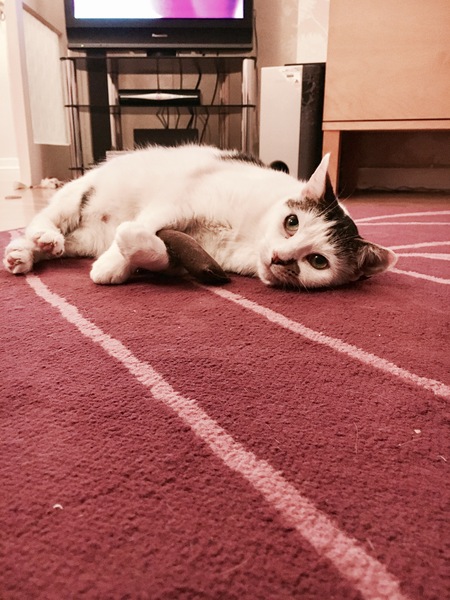 Rescue cat pic thread
