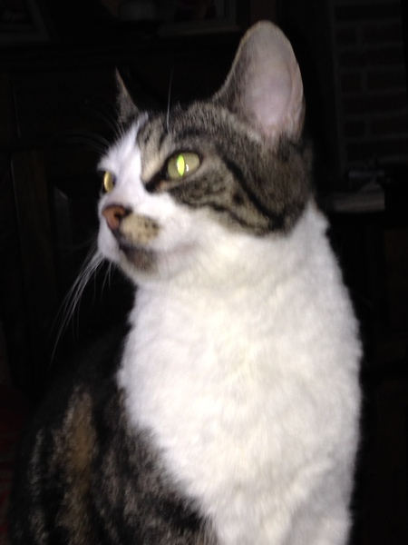 Rescue cat pic thread