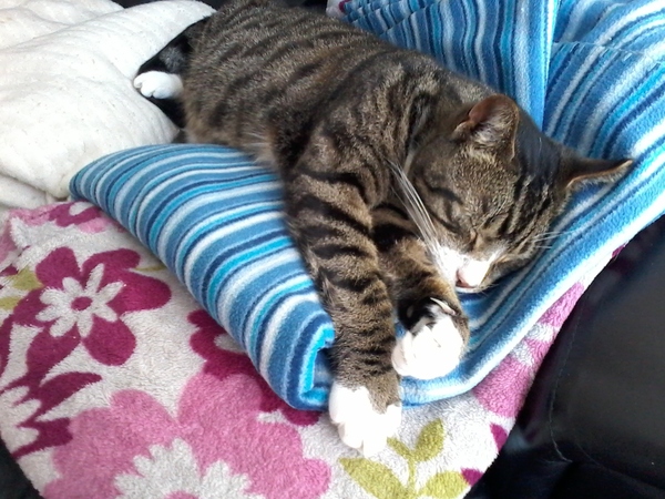 Rescue cat pic thread
