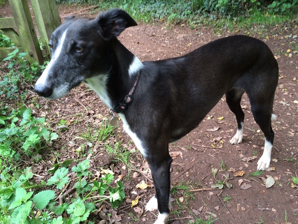 New baby, rescue greyhound. Any tips?