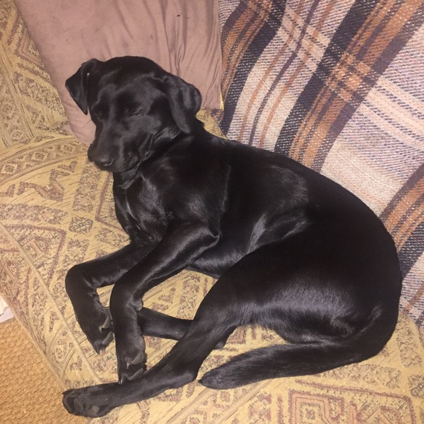 Can we cope with a lab?