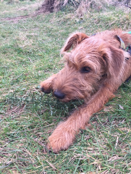 Does anyone fancy a 'puppy survival' thread?