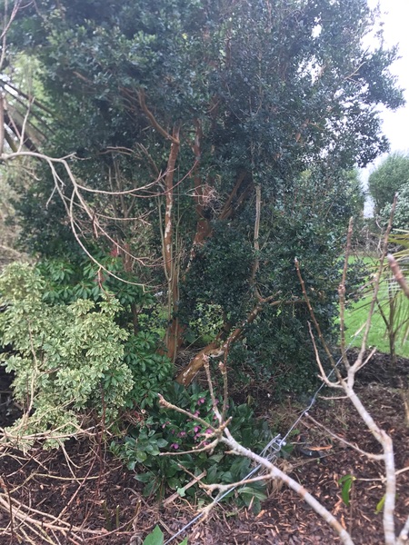 Help me ID a tree please?