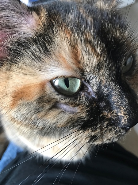 Cat missing since Tuesday