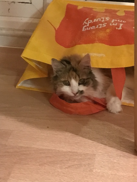 Does your cat sleep like this?