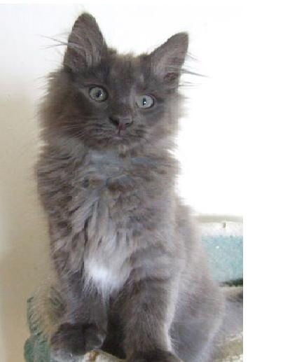 Can we have a cute kitten picture thread