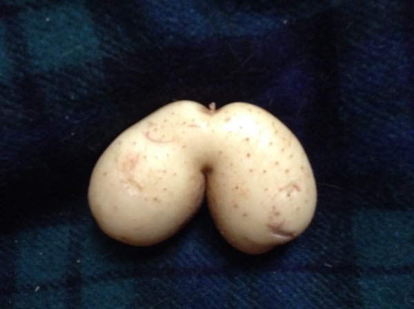 AIBU or does my carrot resemble a penis.