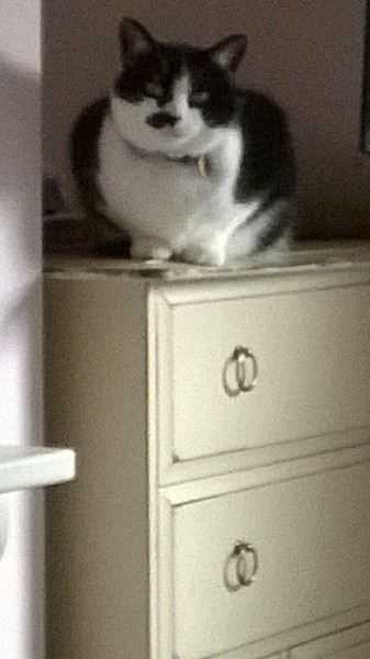 Our cat is getting rather large...