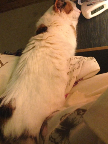 Does your cat sleep like this?