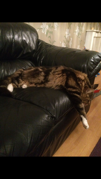 Is my cat too thin? How can I make her gain weight?