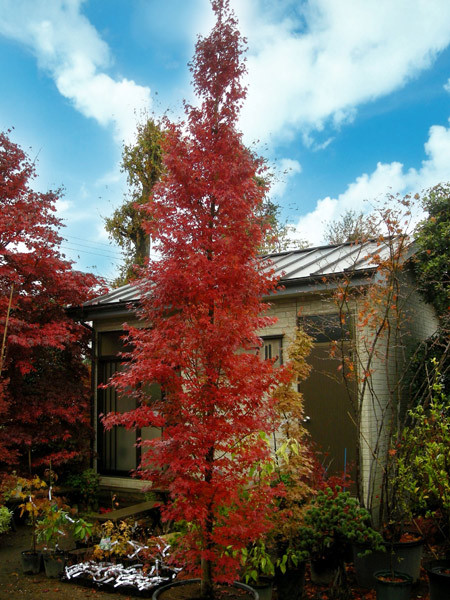 advice on slender upright small tree please