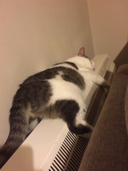 Does your cat sleep like this?
