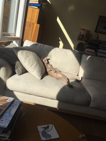 Does your cat sleep like this?