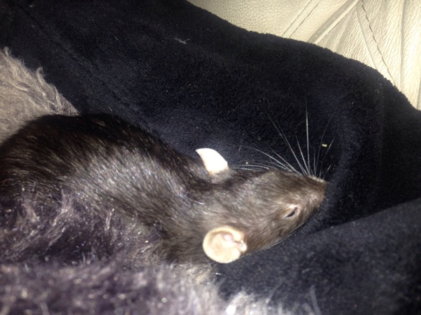 is my rat dying?