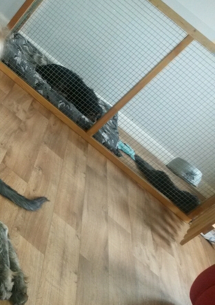 Recommendations for puppy pen