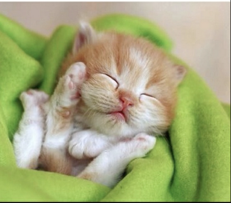 Cute baby animals!! Totally not feminist