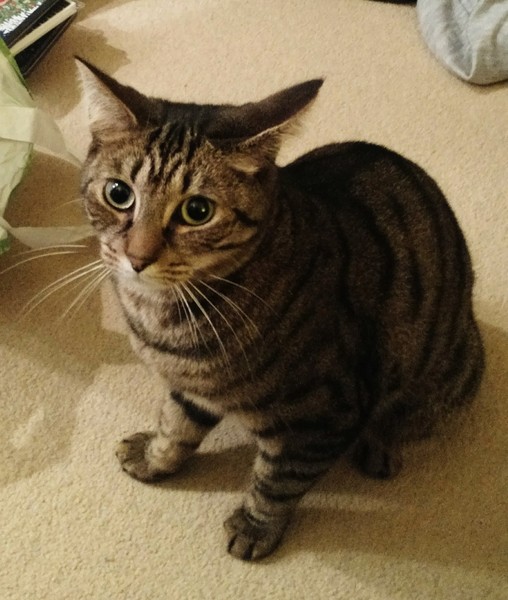 Rescue cat pic thread