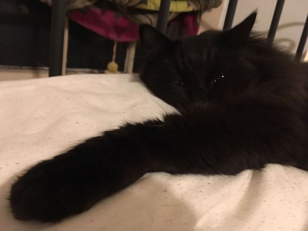 Does your cat sleep like this?