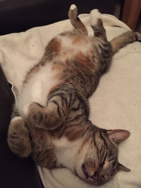Does your cat sleep like this?
