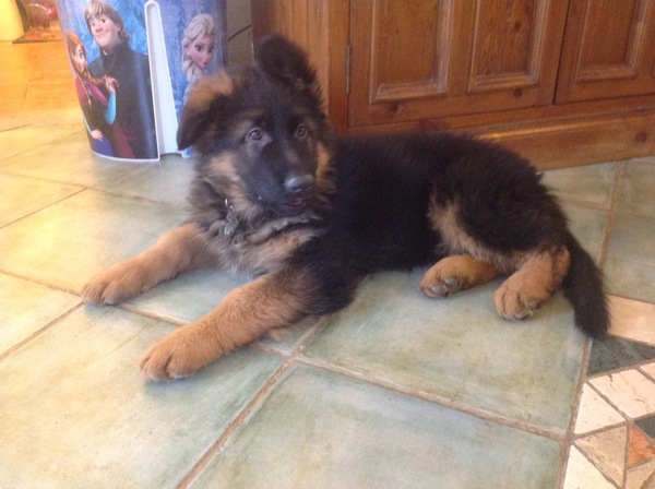 Does anyone fancy a 'puppy survival' thread?