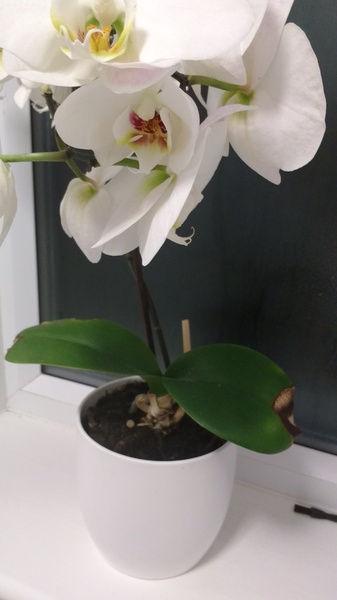 Dying orchid. Any suggestions for revival?