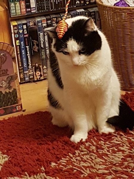 Rescue cat pic thread